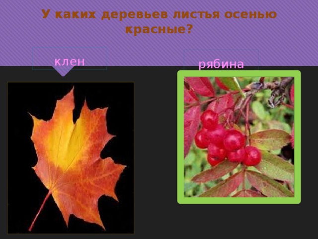 У каких деревьев листья осенью красные? клен рябина 