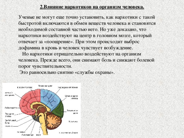 2.Влияние наркотиков на организм человека. Ученые не могут еще точно установить, как наркотики с такой быстротой включаются в обмен веществ человека и становятся необходимой составной частью него. Но уже доказано, что наркотики воздействуют на центр в головном мозге, который отвечает за «поощрение». При этом происходит выброс дофамина в кровь и человек чувствует возбуждение.  Но наркотики отрицательно воздействуют на организм человека. Прежде всего, они снимают боль и снижают болевой порог чувствительности.  Это равносильно снятию «службы охраны». 