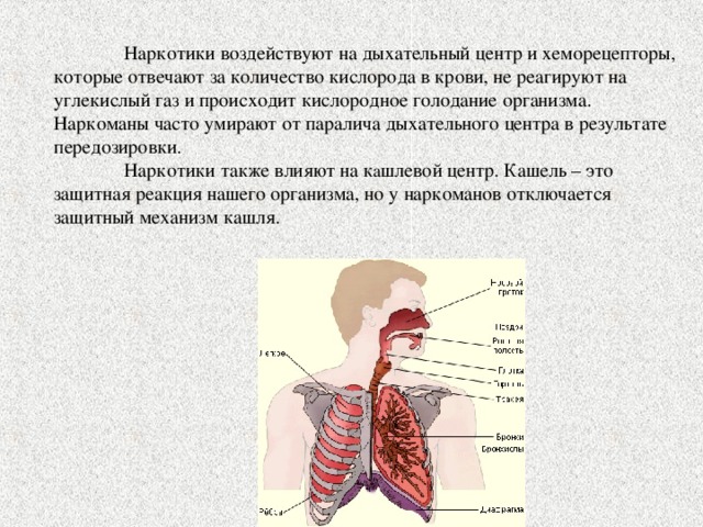  Наркотики воздействуют на дыхательный центр и хеморецепторы, которые отвечают за количество кислорода в крови, не реагируют на углекислый газ и происходит кислородное голодание организма. Наркоманы часто умирают от паралича дыхательного центра в результате передозировки.  Наркотики также влияют на к а шлевой центр. Кашель – это защитная реакция нашего организма, но у наркоманов отключается защитный механизм кашля. 