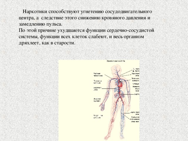 Наркотики способствуют угнетению сосудодвигательного центра, а следствие этого снижению кровяного давления и замедлению пульса. По этой причине ухудшаются функции сердечно-сосудистой системы, функции всех клеток слабеют, и весь организм дряхлеет, как в старости. 