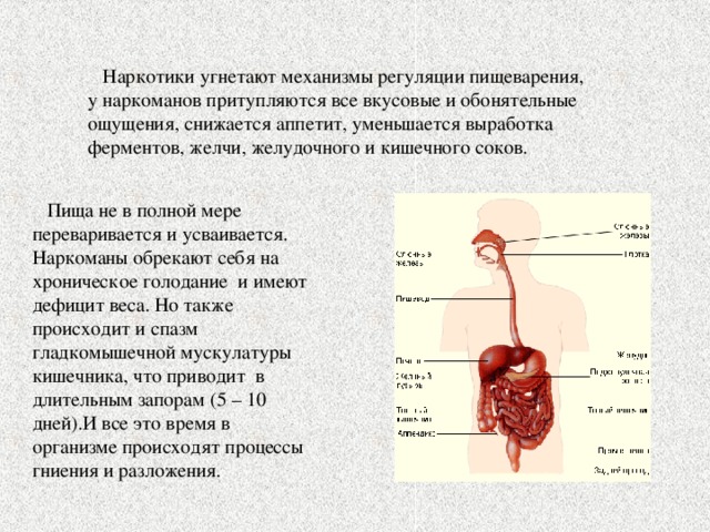  Наркотики угнетают механизмы регуляции пищеварения, у наркоманов притупляются все вкусовые и обонятельные ощущения, снижается аппетит, уменьшается выработка ферментов, желчи, желудочного и кишечного соков.  Пища не в полной мере переваривается и усваивается. Наркоманы обрекают себя на хроническое голодание и имеют дефицит веса. Но также происходит и спазм гладкомышечной мускулатуры кишечника, что приводит в длительным запорам (5 – 10 дней).И все это время в организме происходят процессы гниения и разложения. 