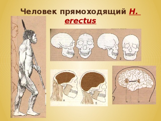 Объем мозга человека прямоходящего. Человек прямоходящий череп. Человек прямоходящий картинки. Человек прямоходящий размер мозга. Человек прямоходящий на латыни.
