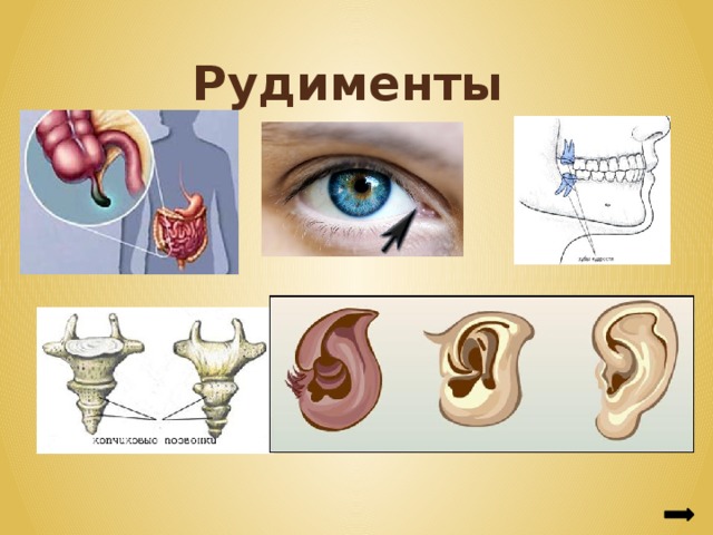 Презентация происхождение человека 9 класс