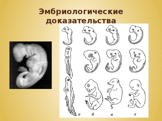 Эволюционное происхождение человека презентация 9 класс пономарева