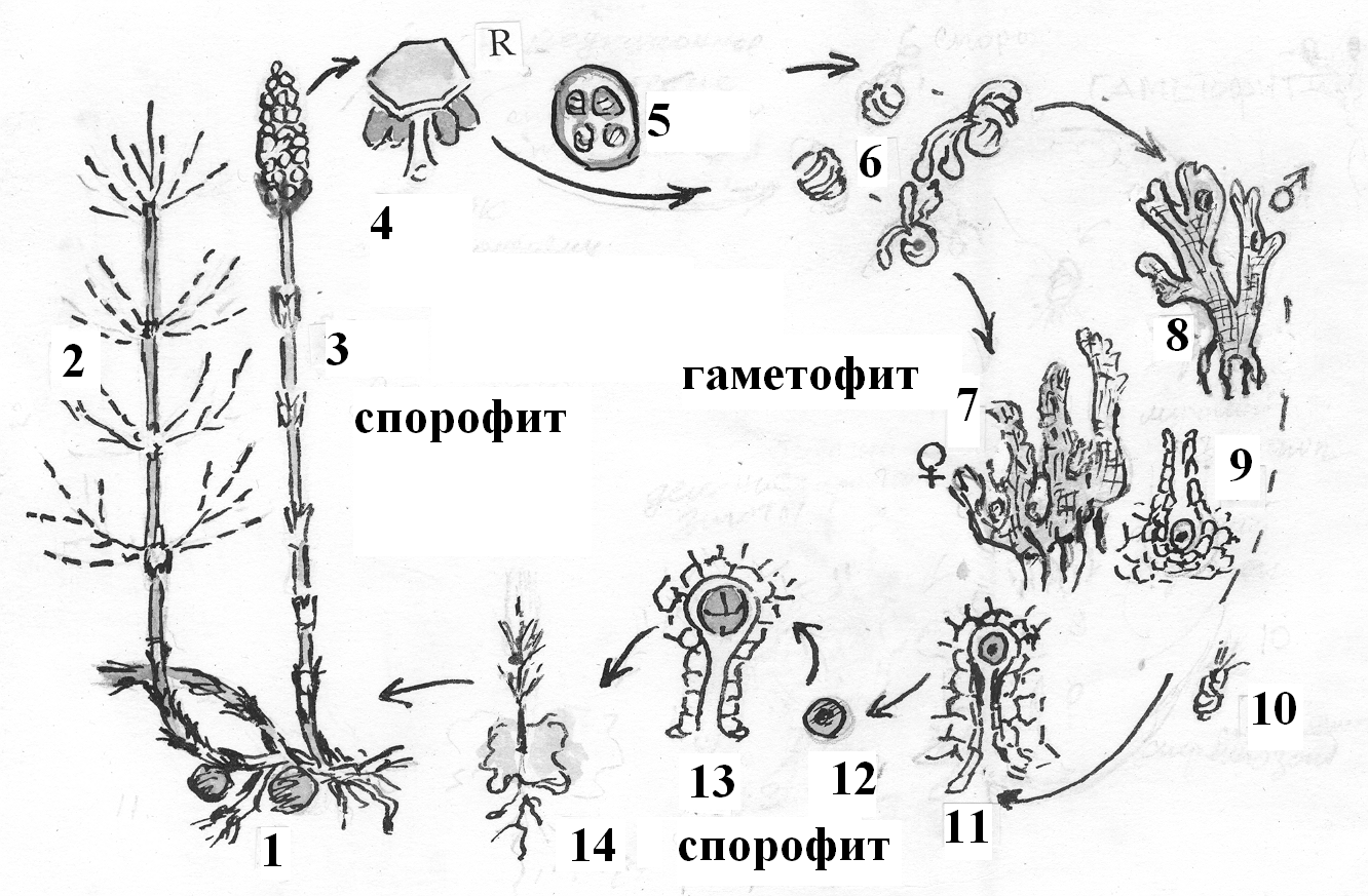 Хромосомный набор споры плауна. Жизненный цикл хвоща рисунок. Жизненный цикл хвоща полевого схема. Цикл размножения хвощей. Жизненный цикл хвощевидных схема.