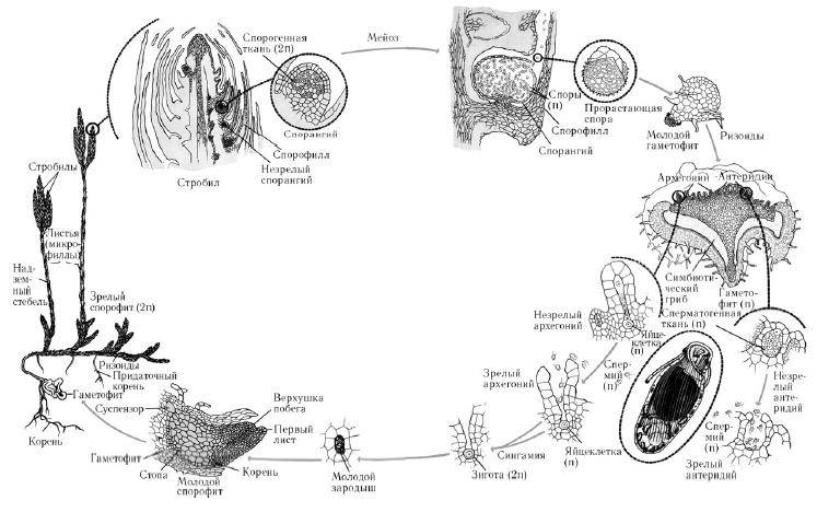 Жизненный цикл хвоща. Схема цикла развития хвоща и плауна. Цикл развития плауна схема. Плауновидные размножение схема. Схема размножения плауна.
