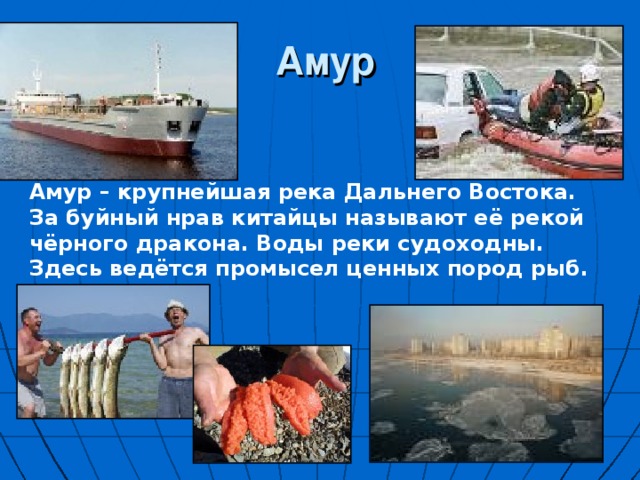  Амур Амур – крупнейшая река Дальнего Востока. За буйный нрав китайцы называют её рекой чёрного дракона. Воды реки судоходны. Здесь ведётся промысел ценных пород рыб. 