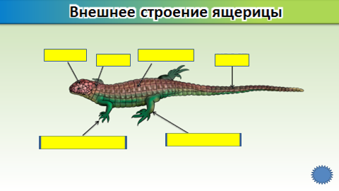 Рисунок вскрытой ящерицы