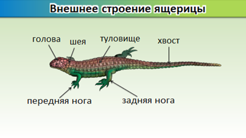 Внешнее строение ящерицы рисунок с подписями