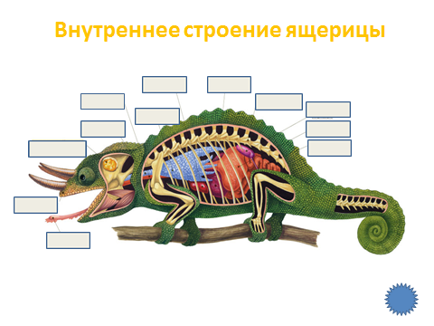 Внешнее строение ящерицы рисунок. Внутреннее строение ящерицы. Внешнее строение ящерицы. Внутреннее строение ящерицы с подписями. Внутреннее строение ящерицы 7 класс биология.