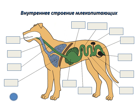 Схема строение пищеварительной системы млекопитающих