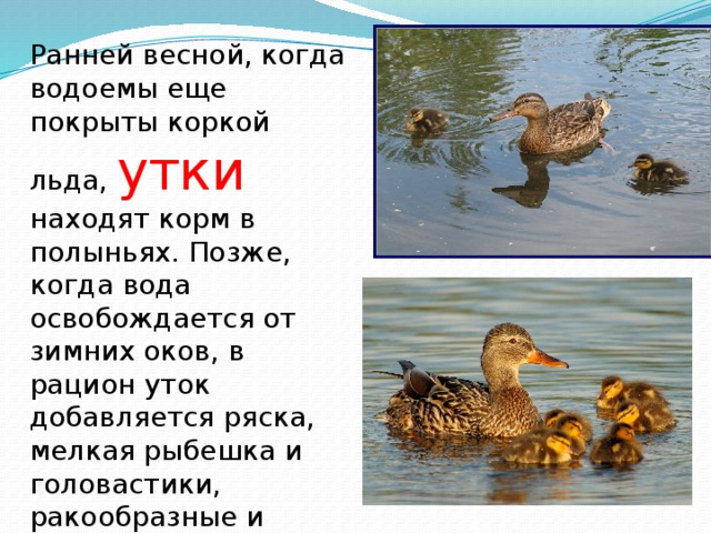 Водоплавающие жители водоема 2 класс презентация