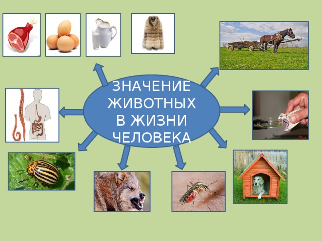 Роль животных в природе и жизни человека 5 класс биология презентация