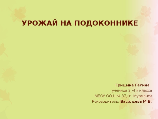 урожай на подоконнике   Гришина Галина ученица 2 «Г» класса МБОУ ООШ № 37, г. Мурманск Руководитель: Васильева М.Б. 