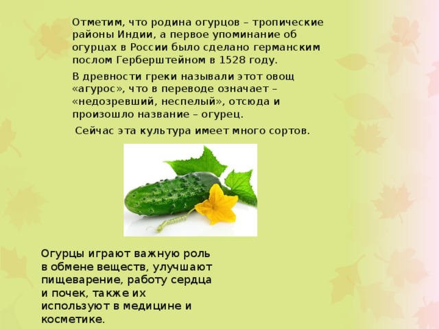 Отметим, что родина огурцов – тропические районы Индии, а первое упоминание об огурцах в России было сделано германским послом Герберштейном в 1528 году. В древности греки называли этот овощ «агурос», что в переводе означает – «недозревший, неспелый», отсюда и произошло название – огурец.  Сейчас эта культура имеет много сортов. Огурцы играют важную роль в обмене веществ, улучшают пищеварение, работу сердца и почек, также их используют в медицине и косметике. 