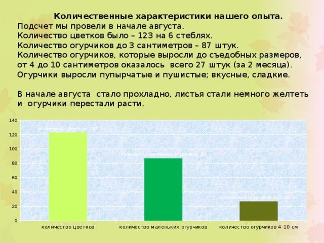  Количественные характеристики нашего опыта.  Подсчет мы провели в начале августа.  Количество цветков было – 123 на 6 стеблях.  Количество огурчиков до 3 сантиметров – 87 штук. Количество огурчиков, которые выросли до съедобных размеров, от 4 до 10 сантиметров оказалось всего 27 штук (за 2 месяца).  Огурчики выросли пупырчатые и пушистые; вкусные, сладкие.   В начале августа стало прохладно, листья стали немного желтеть и огурчики перестали расти. 