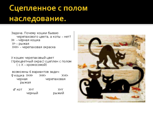 Задача. Почему кошки бываю черепахового цвета, а коты – нет? X B - чёрная кошка  X b – рыжая  X B X b - черепаховая окраска У кошек черепаховый цвет (трёхцветный окрас) сцеплен с полом ( с Х – хромосомой)  возможны 6 вариантов задач: ♀ кошка X B X B   X B X b X b X b  черная  черепаховая рыжая ♂ кот X b Y X b Y  черный рыжий 