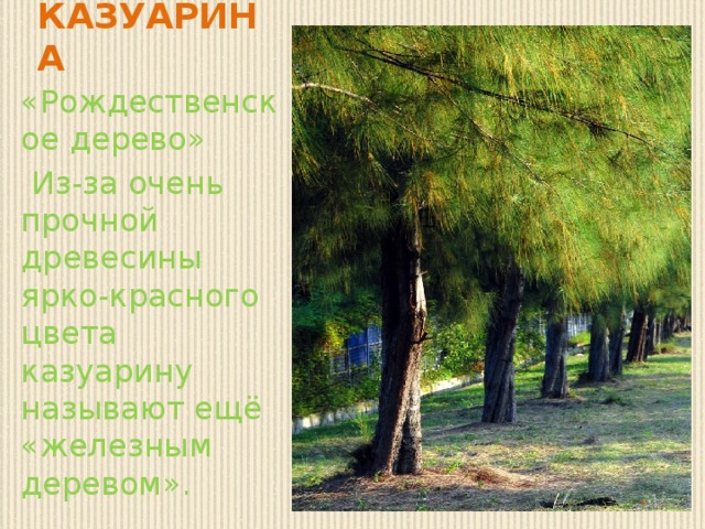 Казу         КАЗУАРИНА «Рождественское дерево»  Из-за очень прочной древесины ярко-красного цвета казуарину называют ещё «железным деревом».