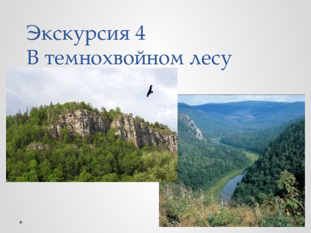 Темнохвойный лес сибири 5 букв сканворд. Кто обитает в темнохвойных лесах.