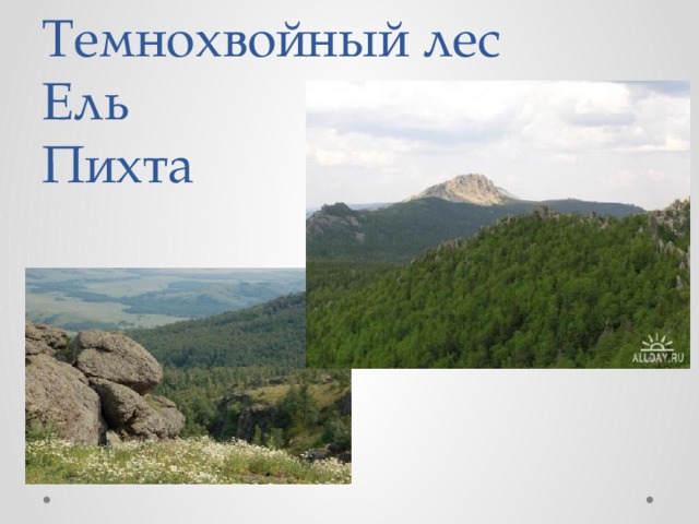 Темнохвойный лес сибири 5 букв сканворд. Темнохвойные леса Даурии.