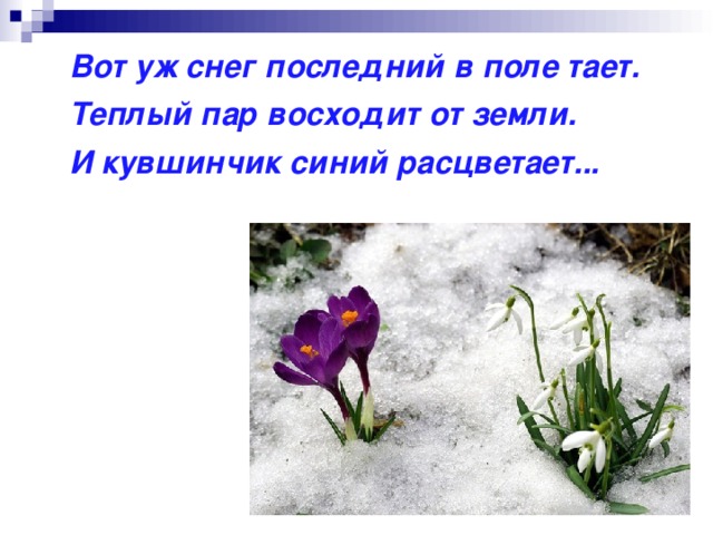  Вот уж снег последний в поле тает.  Теплый пар восходит от земли.  И кувшинчик синий расцветает... 