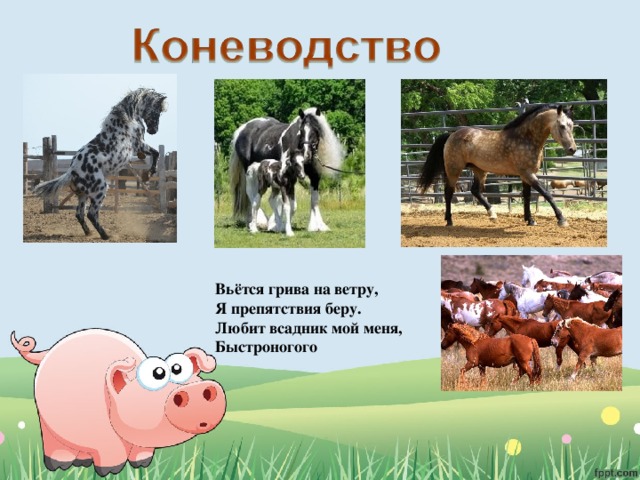 Каких животных разводят в московской области. Отрасли животноводства в нашем крае. Животноводство доклад. Проект на тему животноводство. Животноводство окружающий мир.