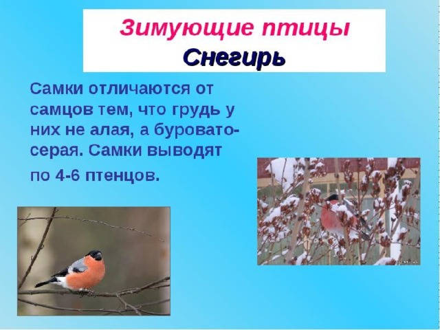Как пишется снегирь. Снегирь для первого класса. Предложение про снегиря. Почему снегиря назвали снегирем. Птицы Южного Урала презентация.