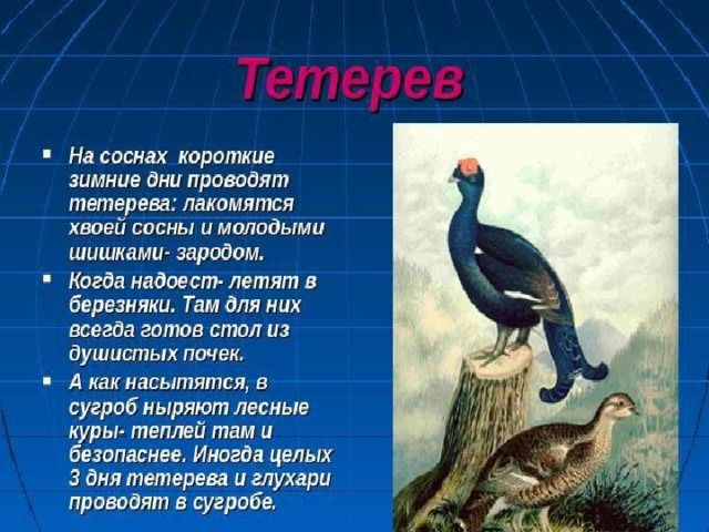 Птицы урала презентация