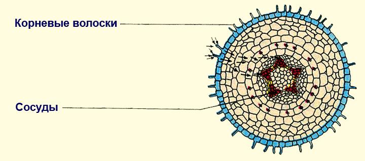 На рисунке изображено микроскопическое строение корня в какой из зон был сделан срез 1 всасывания