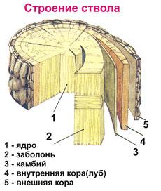 Рассмотрите рисунок представленная на рисунке структура в стебле выполняет функцию