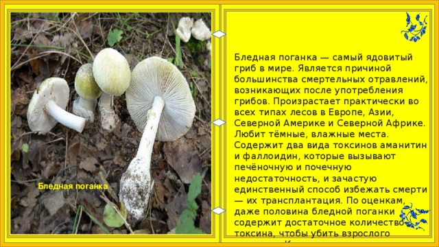 Ядовитые грибы беларуси презентация