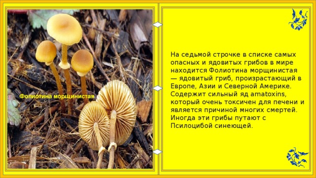 На седьмой строчке в списке самых опасных и ядовитых грибов в мире находится Фолиотина морщинистая — ядовитый гриб, произрастающий в Европе, Азии и Северной Америке. Содержит сильный яд amatoxins, который очень токсичен для печени и является причиной многих смертей. Иногда эти грибы путают с Псилоцибой синеющей. Фолиотина морщинистая 
