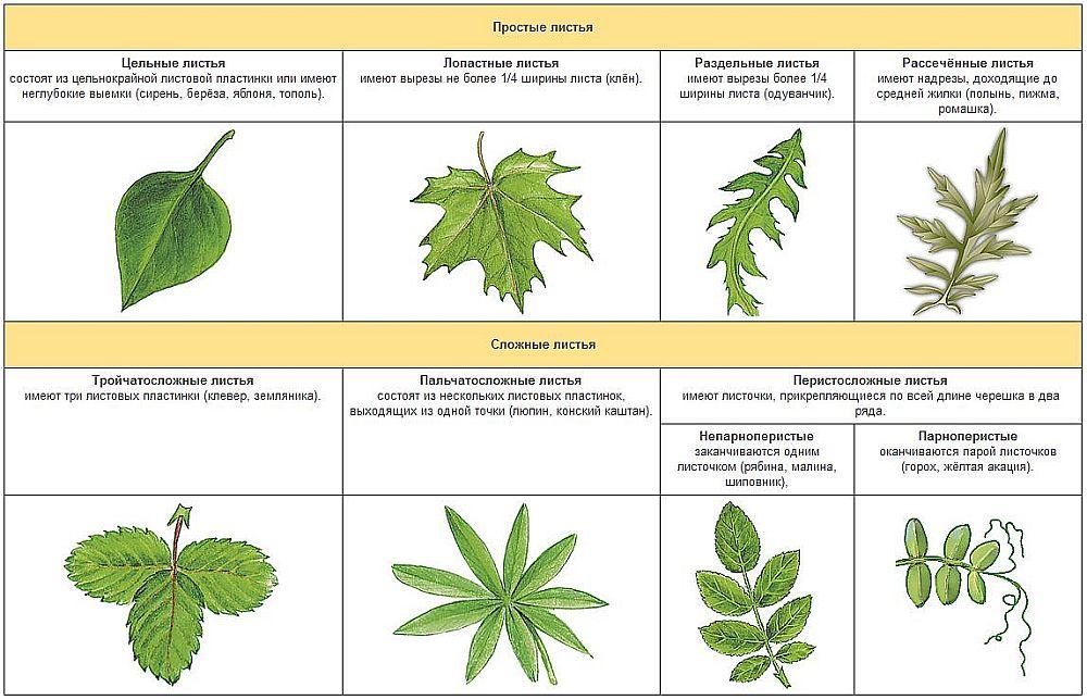 Почему у растений разные формы