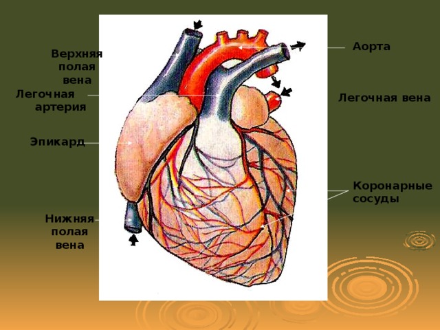 Нижняя полая Вена,аорта,легочная артерия. Легочные вены анатомия. Изоляция легочных вен