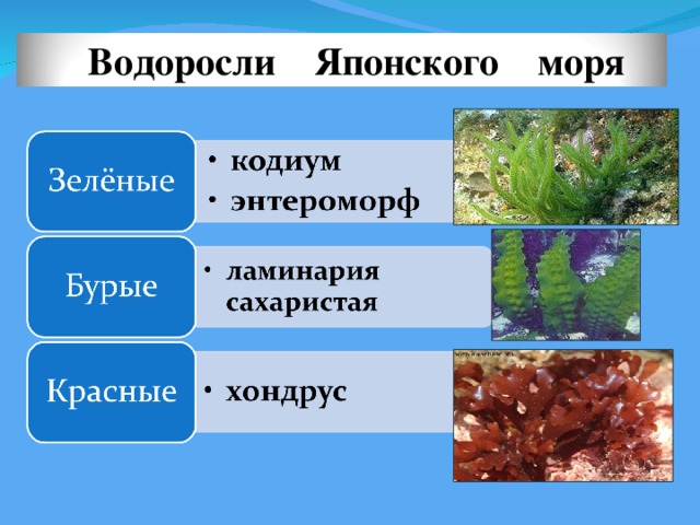Водоросли и их названия