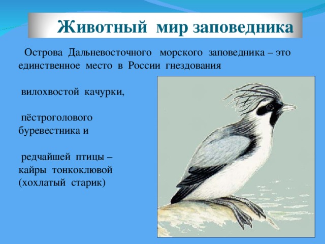 Что охраняется в дальневосточном заповеднике - блог Санатории Кавказа