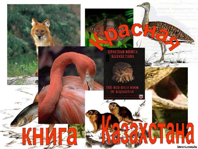 Животные красной книги казахстана фото с названиями