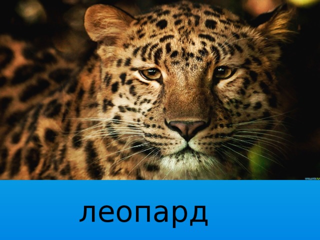 леопард 