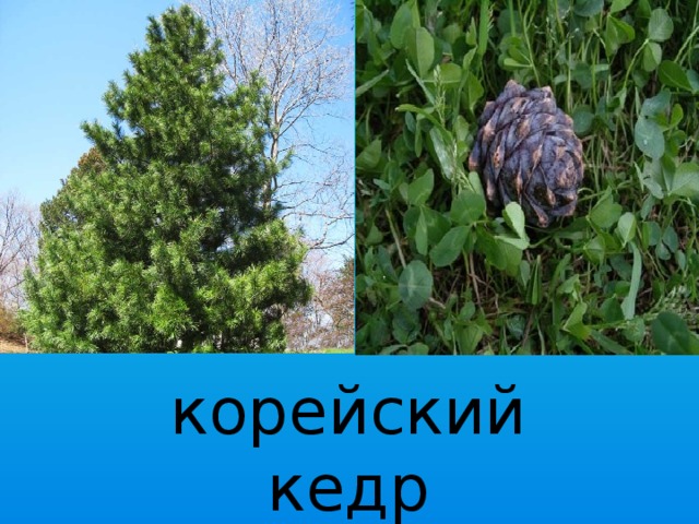 корейский кедр 