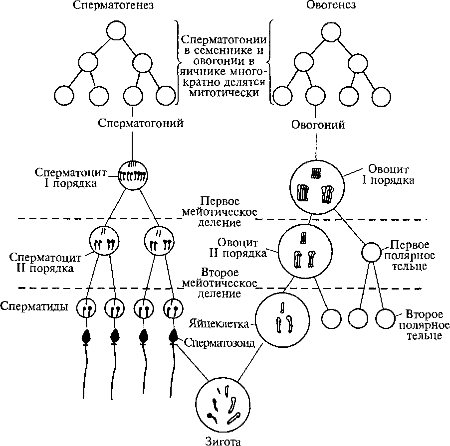 Процесс образования клеток. Схема основных этапов сперматогенеза и овогенеза. Схема сперматогенеза и овогенеза. Схема процессов сперматогенеза и овогенеза. Схема овогенеза и гаметогенеза.