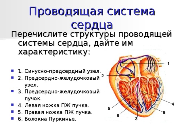 Сердце 5 букв. Проводящая система сердца синусно предсердный узел. Проводящая предсердно-желудочковая система. Синусно-предсердный узел проводящей системы сердца. Проводящая система сердца предсердно желудочковый узел.