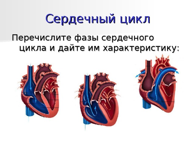 Рассмотрите схему сердечного цикла на рисунках 1 3