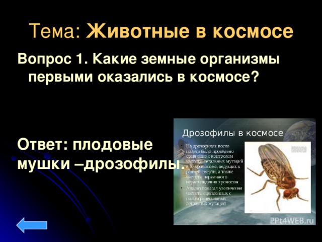 Тема: Животные в космосе Вопрос 1. Какие земные организмы первыми оказались в космосе? Ответ: плодовые мушки –дрозофилы.