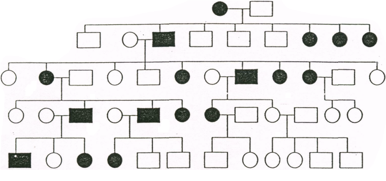Древо семьи биология генетика. Родословная биология 10 класс. Родословные ЕГЭ биология. Схема родословной. Родословная дерево генетика.