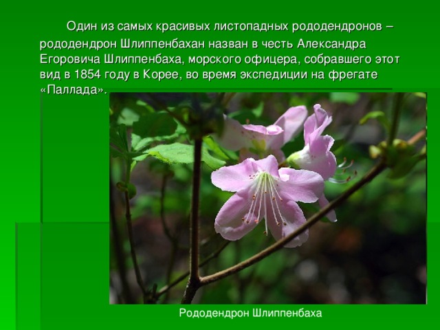  Один из самых красивых листопадных рододендронов – рододендрон Шлиппенбахан назван в честь Александра Егоровича Шлиппенбаха, морского офицера, собравшего этот вид в 1854 году в Корее, во время экспедиции на фрегате «Паллада». Рододендрон Шлиппенбаха 