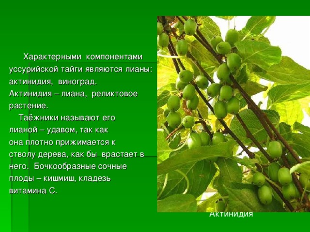  Характерными компонентами уссурийской тайги являются лианы: актинидия, виноград. Актинидия – лиана, реликтовое растение.  Таёжники называют его лианой – удавом, так как она плотно прижимается к стволу дерева, как бы врастает в него. Бочкообразные сочные плоды – кишмиш, кладезь витамина C. Актинидия 