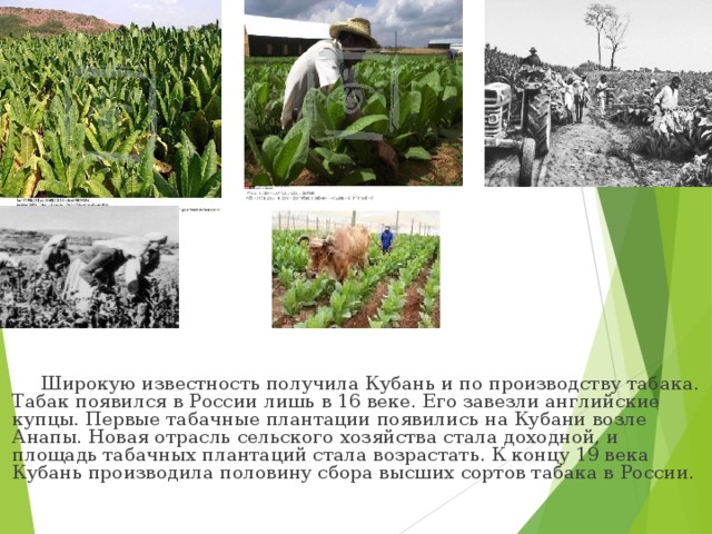 Широкую известность получила Кубань и по производству табака. Табак появился в России лишь в 16 веке. Его завезли английские купцы. Первые табачные плантации появились на Кубани возле Анапы. Новая отрасль сельского хозяйства стала доходной, и площадь табачных плантаций стала возрастать. К концу 19 века Кубань производила половину сбора высших сортов табака в России.
