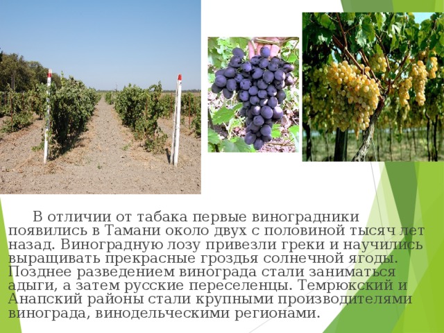 В отличии от табака первые виноградники появились в Тамани около двух с половиной тысяч лет назад. Виноградную лозу привезли греки и научились выращивать прекрасные гроздья солнечной ягоды. Позднее разведением винограда стали заниматься адыги, а затем русские переселенцы. Темрюкский и Анапский районы стали крупными производителями винограда, винодельческими регионами.