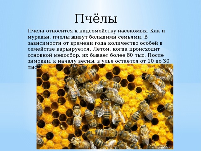 Пчёлы Пчела относится к надсемейству насекомых. Как и муравьи, пчелы живут большими семьями. В зависимости от времени года количество особей в семействе варьируется. Летом, когда происходит основной медосбор, их бывает более 80 тыс. После зимовки, к началу весны, в улье остается от 10 до 30 тыс.   