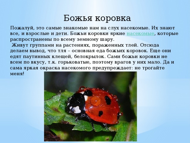 Сообщение о насекомых. Рассказ о Божьей коровке 3 класс. Сообщение о Божьей коровке 3 класс окружающий мир. Доклад про Божью коровку 3 класс окружающий мир. Сообщение о Божьей коровке 3 класс окружающий мир короткие.